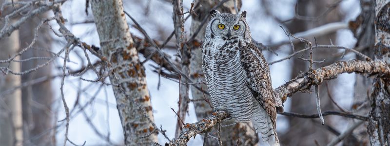 Nature's Disguise - Great Horned Owl