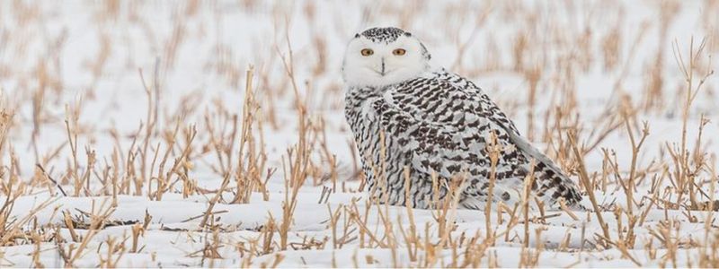 Arctic Nomad - Snowy Owl