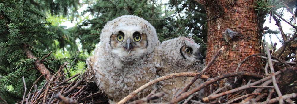 Two owlet in a nest.