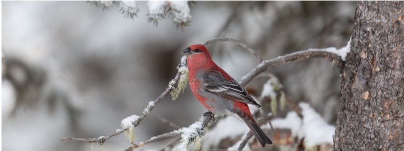 A pine grosbeak perch on a branch with white background.