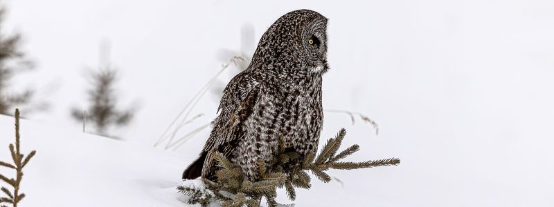 A great gray owl on a spruce tree with a white background.