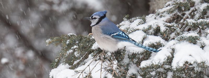 Winter Blues - Blue Jay