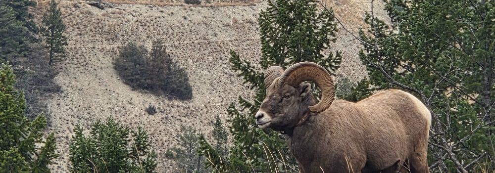 A bighorn ram sheep standing among the trees