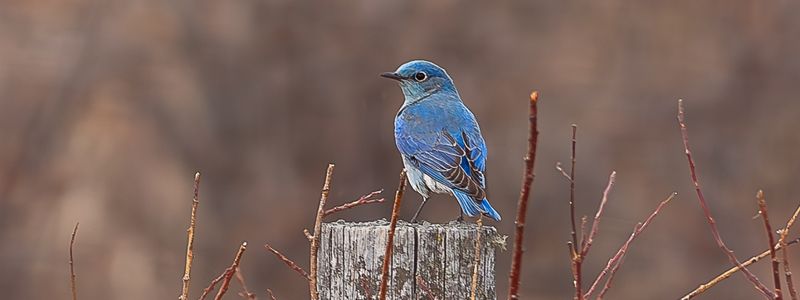 A male bluebird on a fence post.