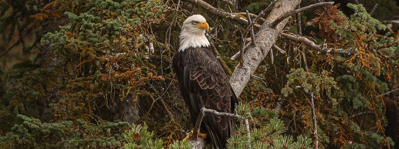 A bald eagle on a branch with a green background.