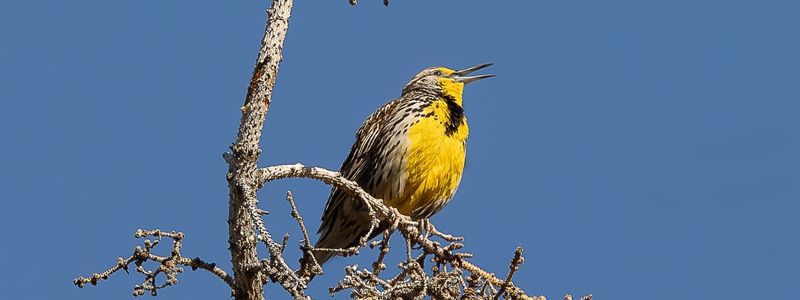 A western Meadowlark on a branch with a blue background.