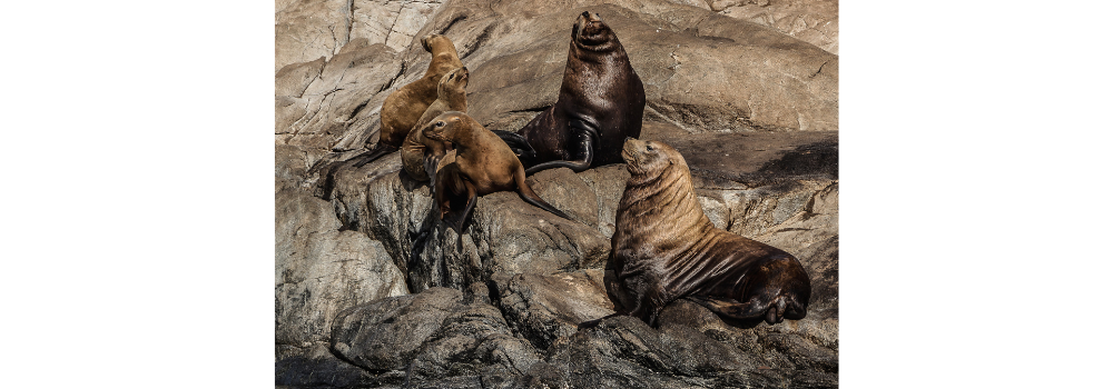 Sea Loins sunning on a rock.