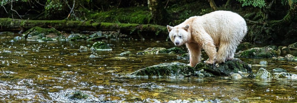 Spirit Bear to the Snowy Owl: What These Canadian Icons Teach Us About Wild Beauty