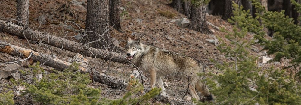 A brown colored wolf standing in the forest.