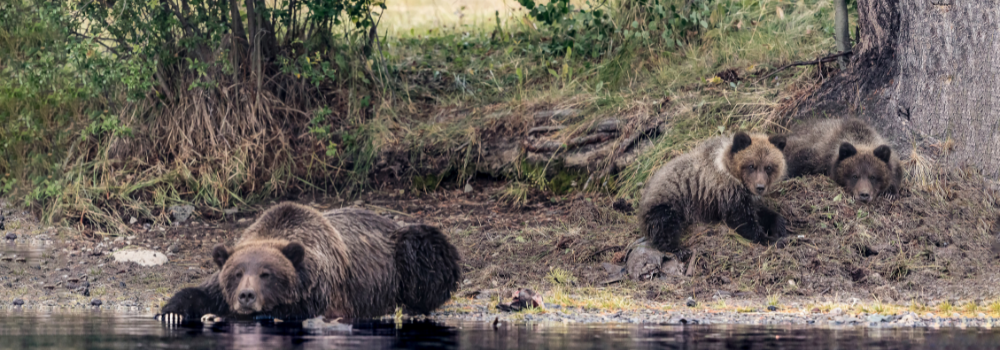 A female grizzly and her cubs by a river.