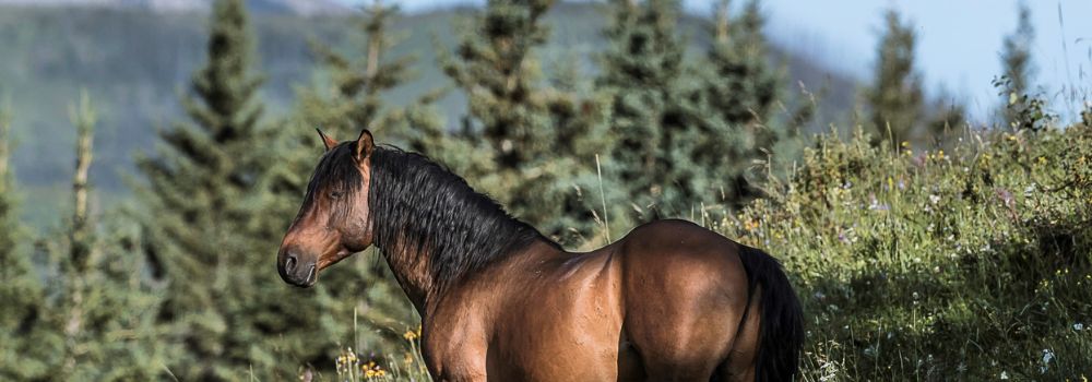 A wild horses standing in the foothills of Alberta.
