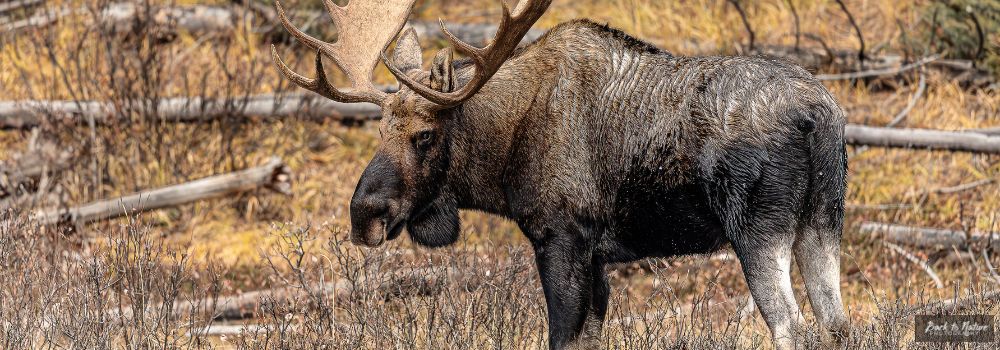 A bull moose standing in a meadow with golden grass background.