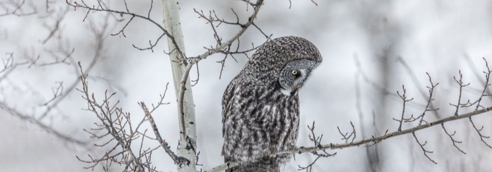 A great gray owl on a branch with a white background.