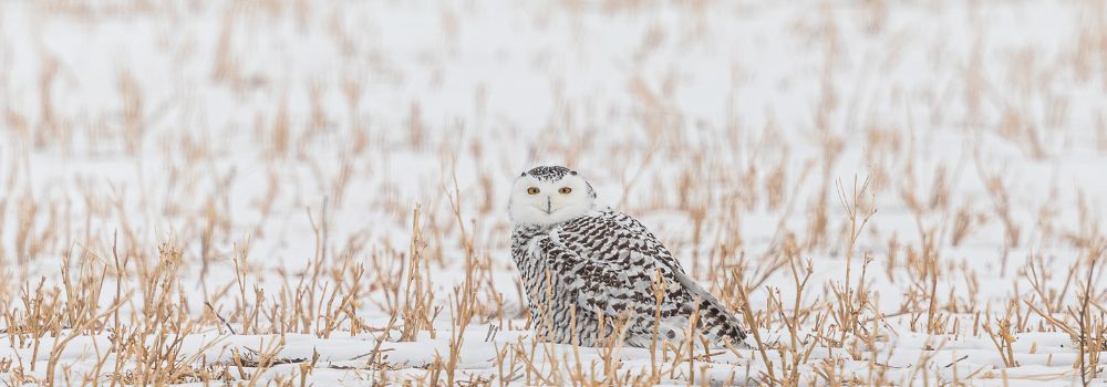 A female snowy owl sitting in a snow covered field of yellow stubble.