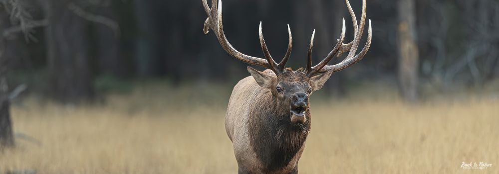 A big bull elk lifting his head upward with his mouth open while letting out his bugling call, with an autumn forest background.