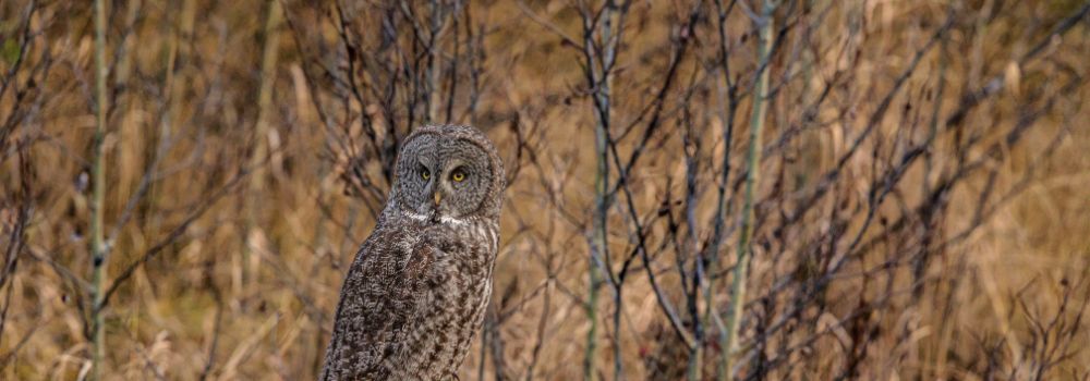 A great gray owl sitting on a fence post with a brown background.