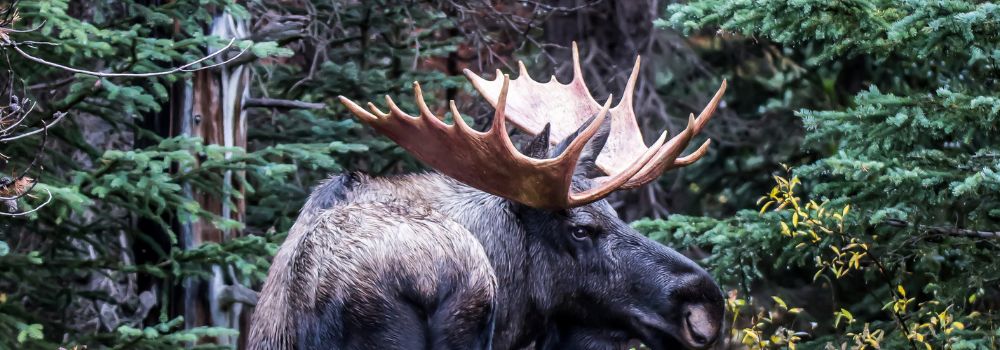 A bull moose standing with his head turn back.