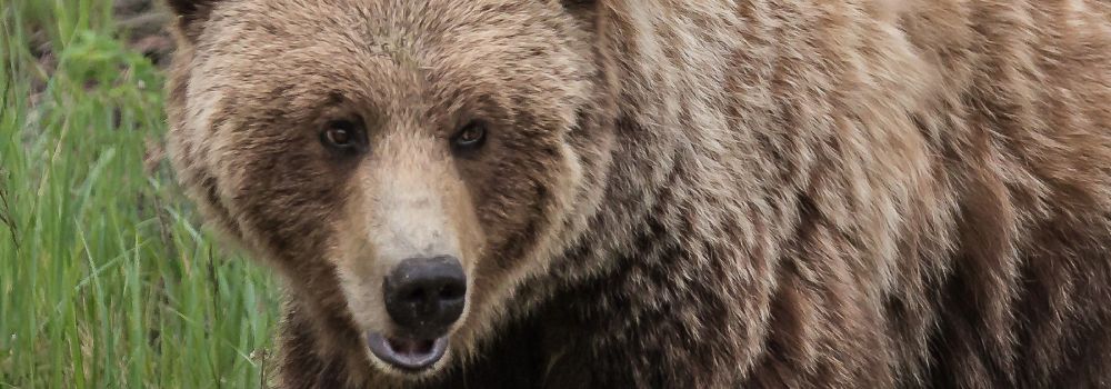 A grizzly bear with a green background.