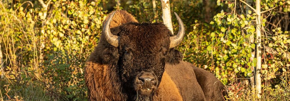 A wood bison laying down in a autumn setting.