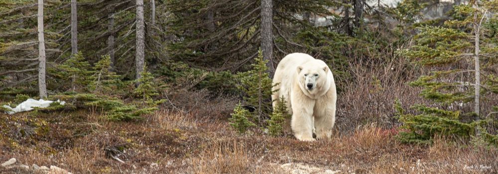 A polar bear walking through the spruce trees.