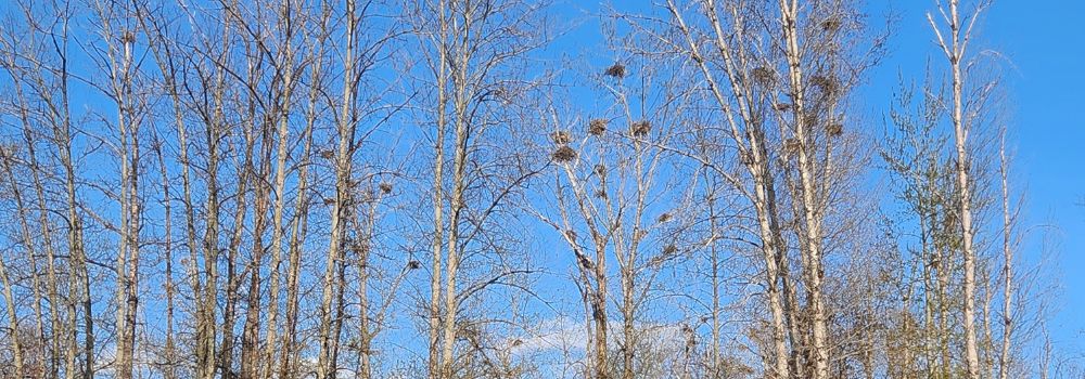 Urban Wilderness: The Surprising Story of a Great Blue Heron Rookery