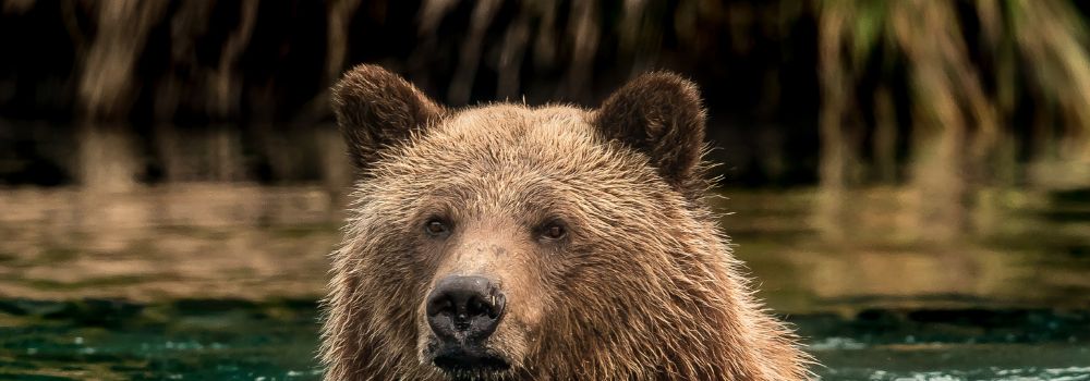 A grizzly bear standing in water up to her neck.