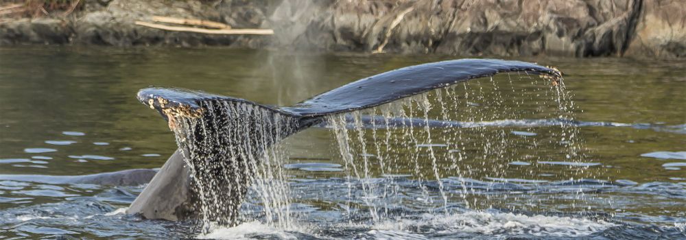 A humpback whale tail in a ocean setting.