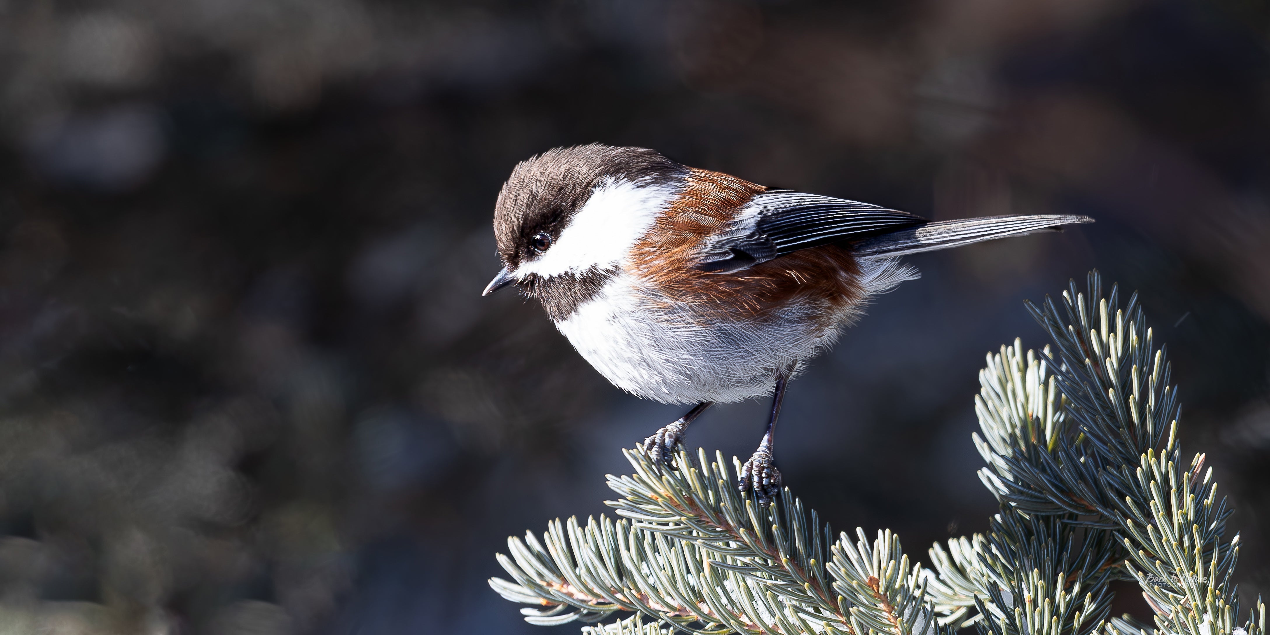 Our Gift From Nature - Chestnut-Backed Chickadee