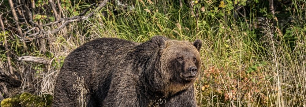 A big grizzly bear walking along the river's edge.