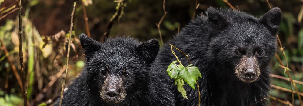 two black bear cubs sitting on the ground.