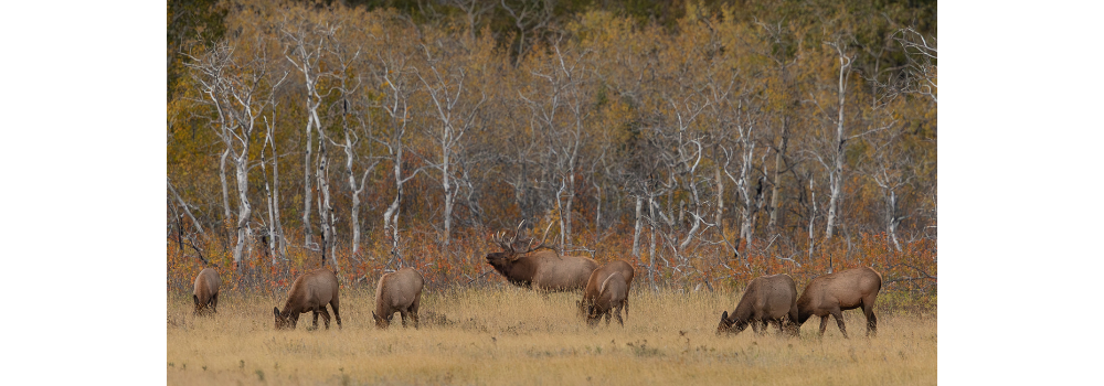 Bull elk and his harem in the autumn