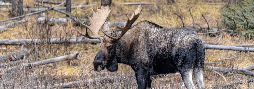 Emperor of the Valley