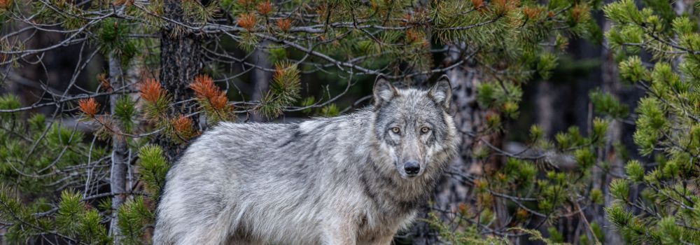 A gray wolf with a green background.