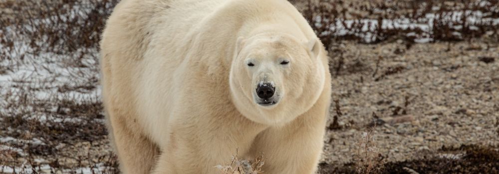 A large polar bear basking in the sunshine on the tundra.