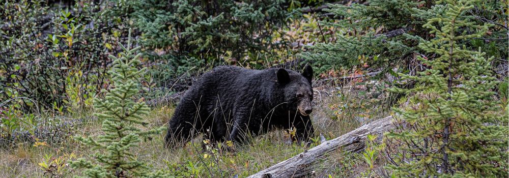 A black bear walking through the forest.