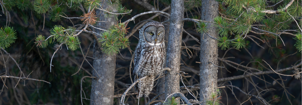Forest Watcher