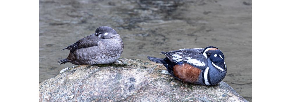 A pair of harlequin ducks on a rock with a gray background.