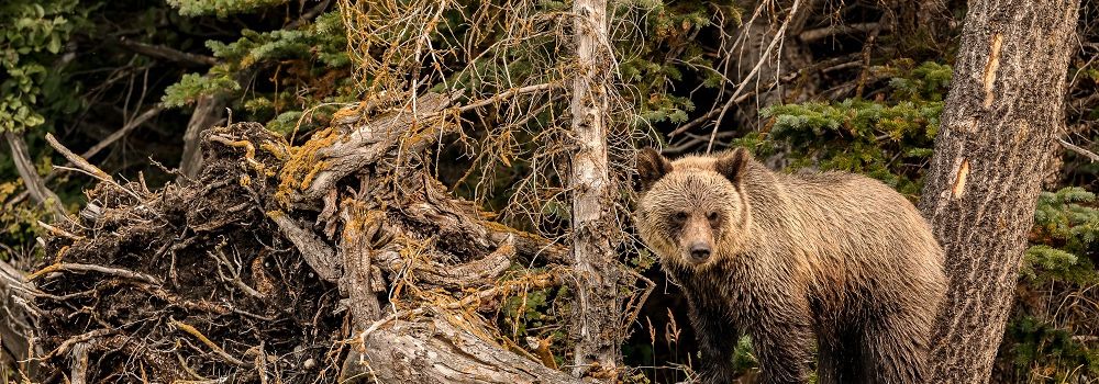 A grizzly bear cub on a fallen tree.
