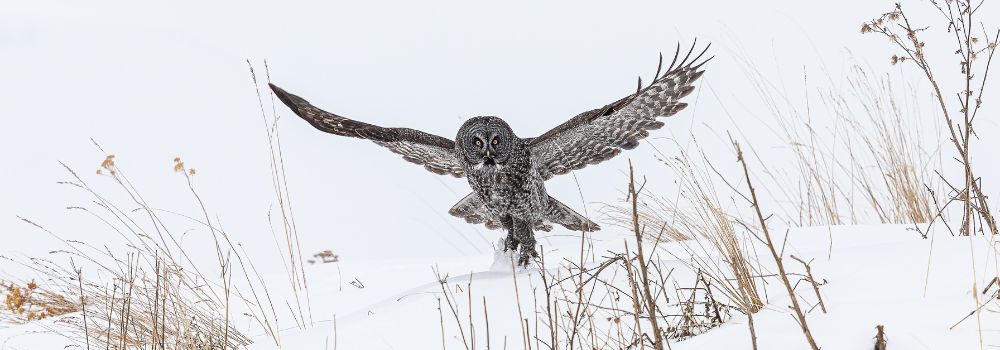 A great grey owl with its wings stretch wide open is flying up out of the snow covered field of dead grass and bushes.