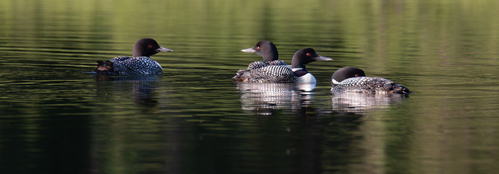 Four black and white loons swimming on a lake