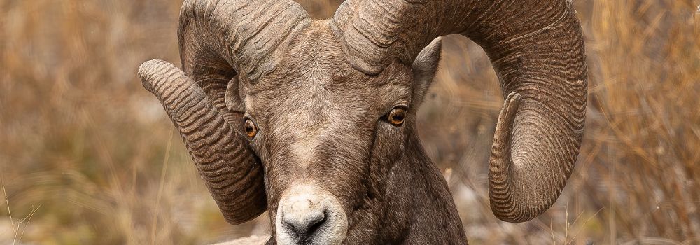A bighorn ram with a light brown background.