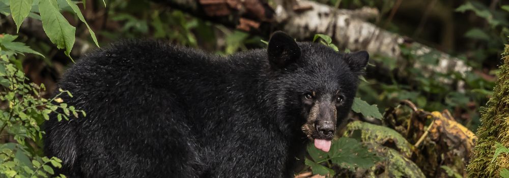 A black bear cub with his tongue sticking out.