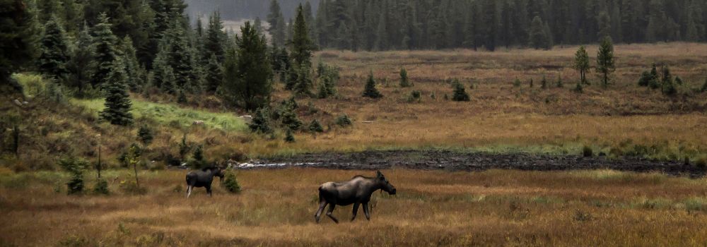 Two moose standing in an alpine meadow in the autumn colors.
