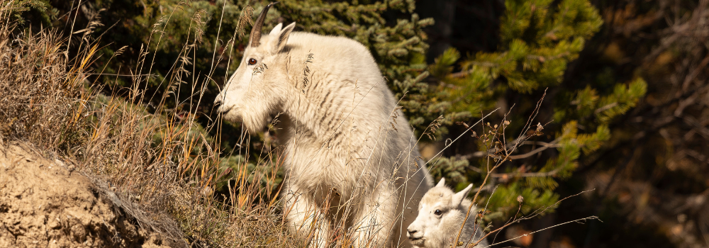 Mountain-Goat-Mountain-lessons
