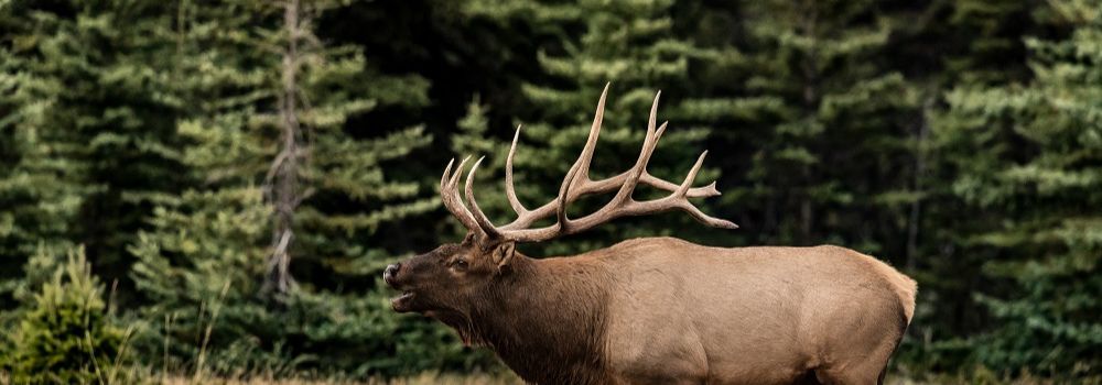 Bull elk bugling with a green background.