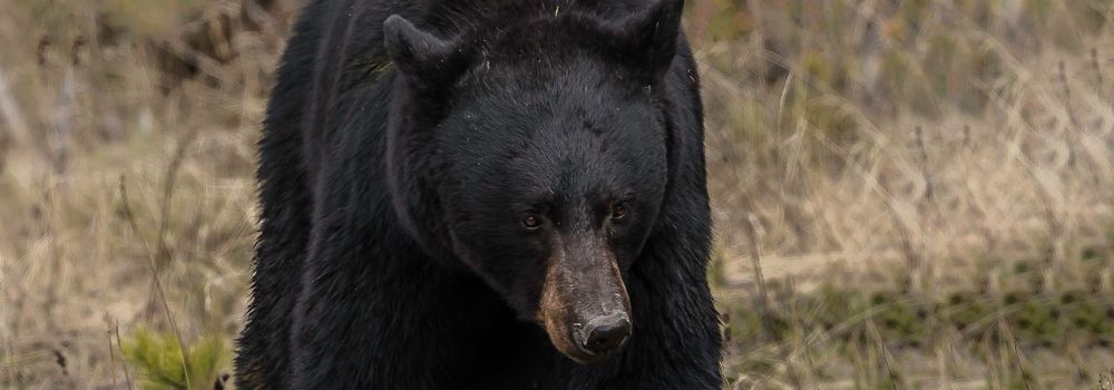 A black bear standing through the brown spring grass.