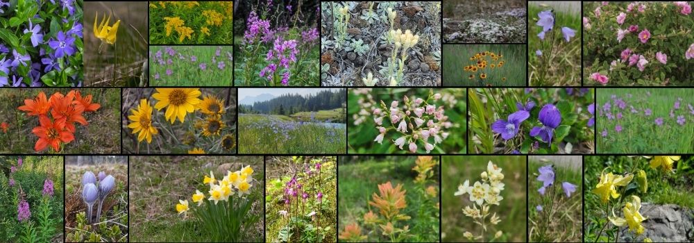 A collage of photos of wildflowers