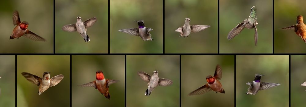 A collage of square hummingbird photos all with green backgrounds.