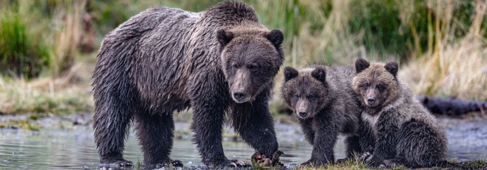A female grizzly and cubs by a river.