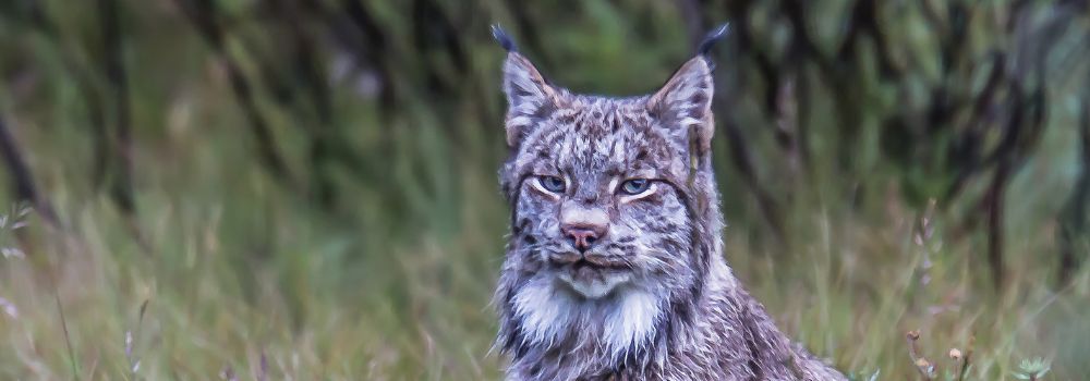 A lynx sitting the green grass.